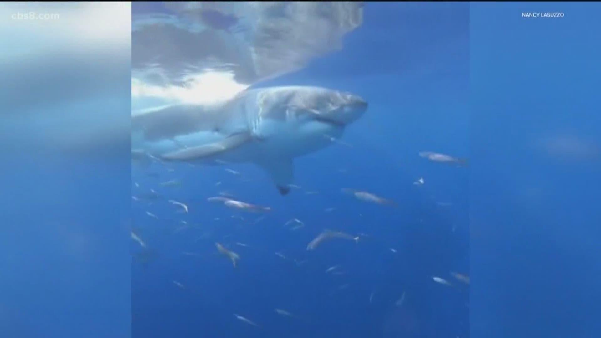 A shark diving tour group out of San Diego came face to face last Saturday with a 17-foot great white shark as it took a big bite out of their cage.