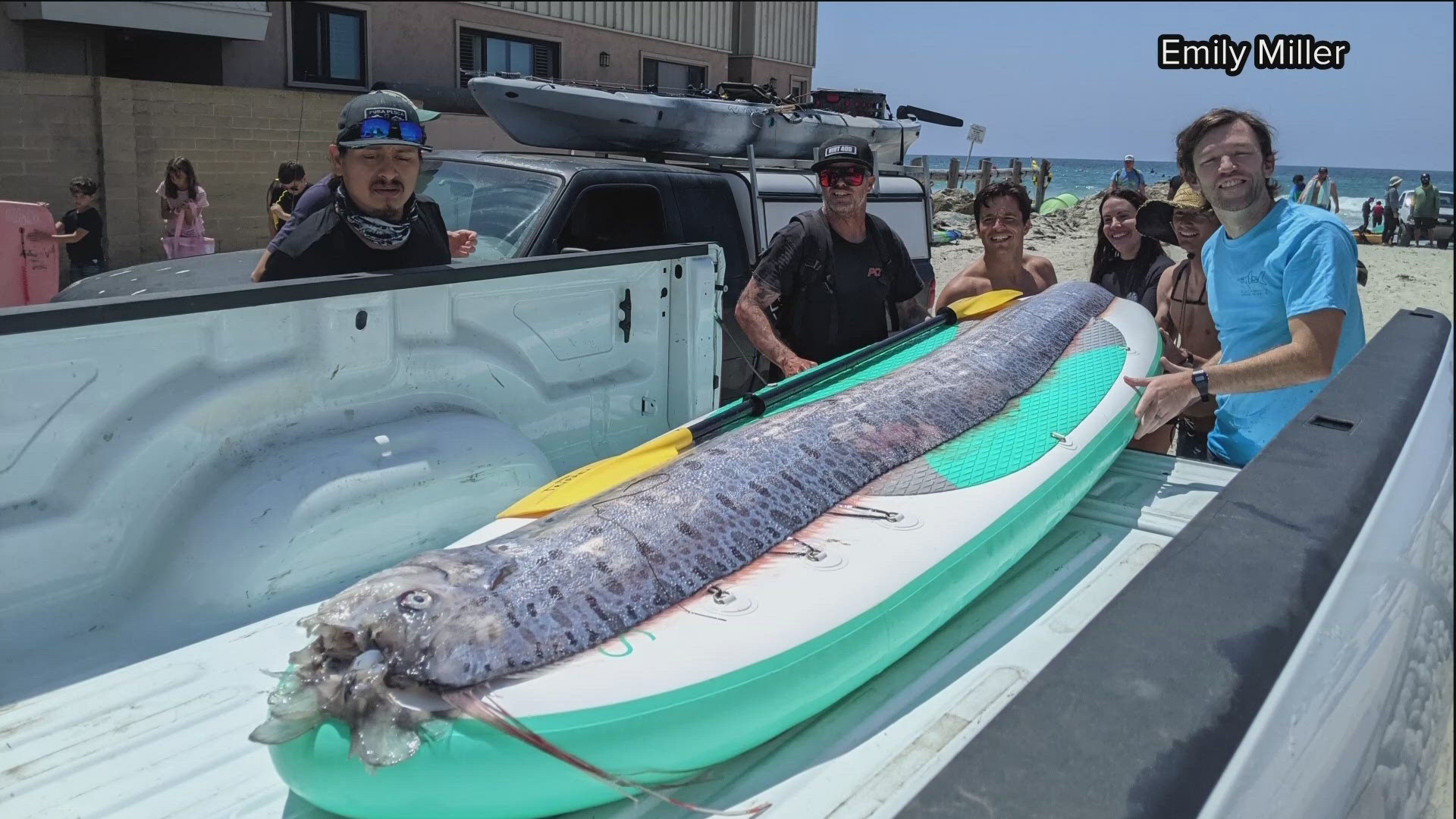 Rare oarfish spotted in San Diego ocean | cbs8.com