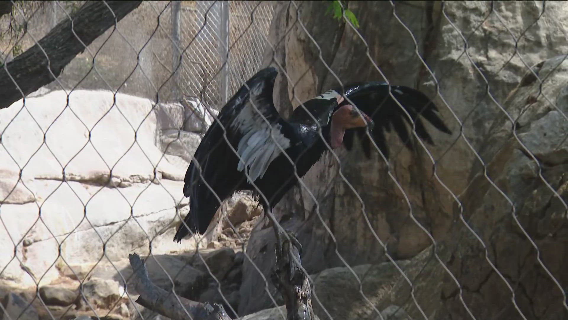 San Diego Zoo Safari Park has some of the world's most beautiful vultures.