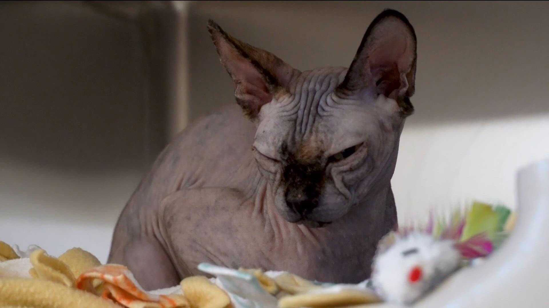 Rare hairless sphynx cat found near dumpster with her 2 kittens