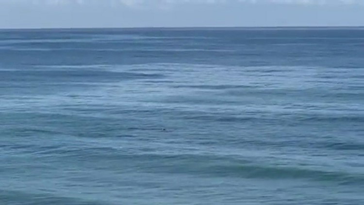Dolphins Playing in the Surf