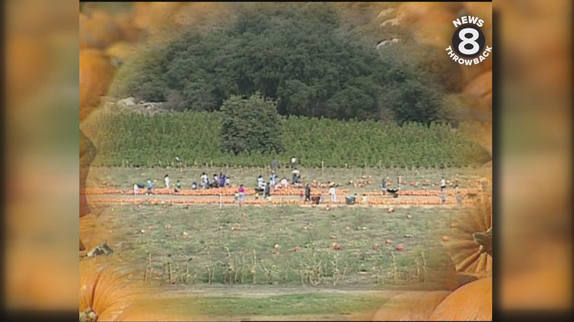 A favorite fall outing in San Diego is a trip to Bate’s Nut Farm in Valley Center to visit their annual pumpkin patch.