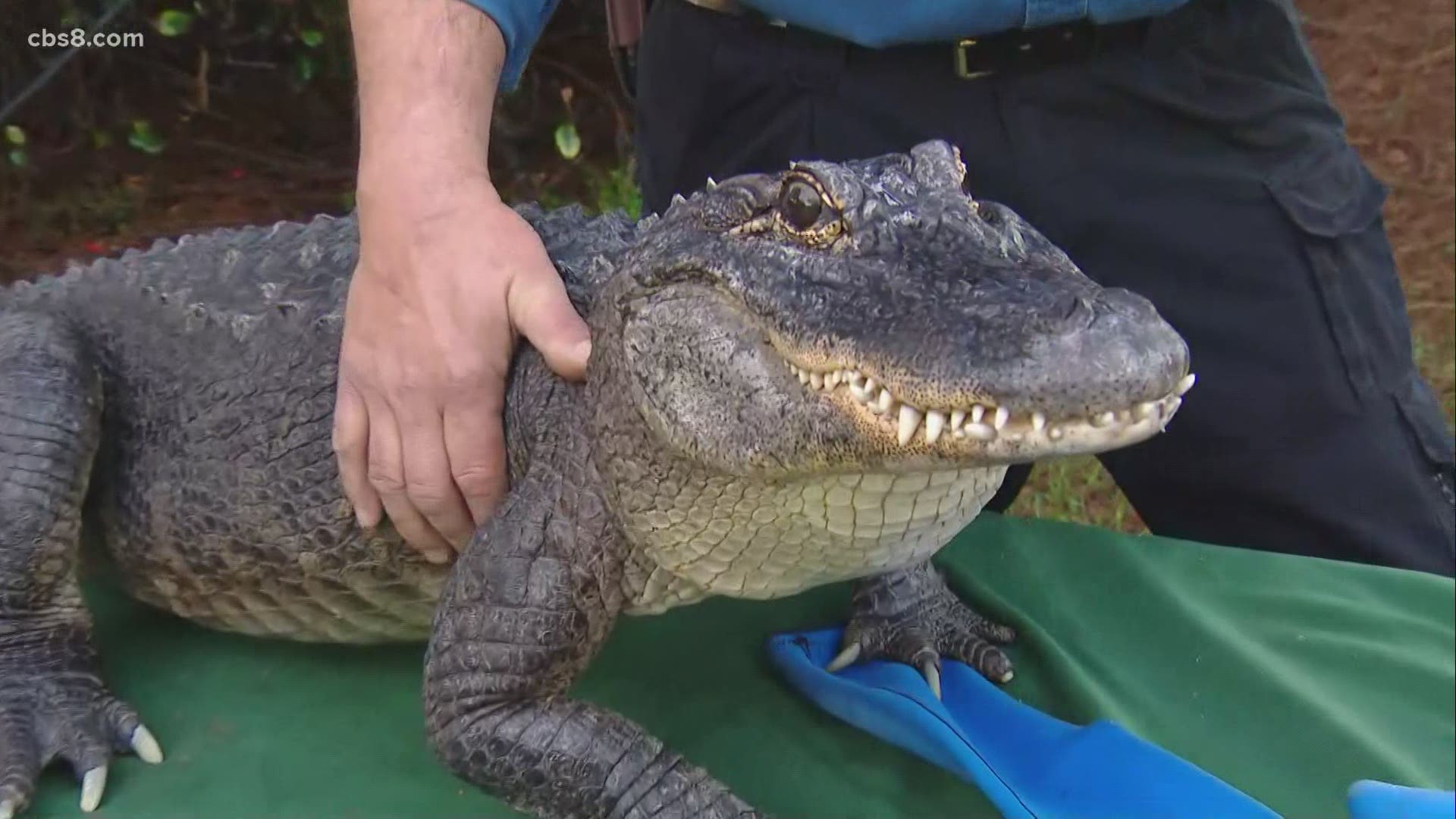 You can meet an alligator, like Spike!