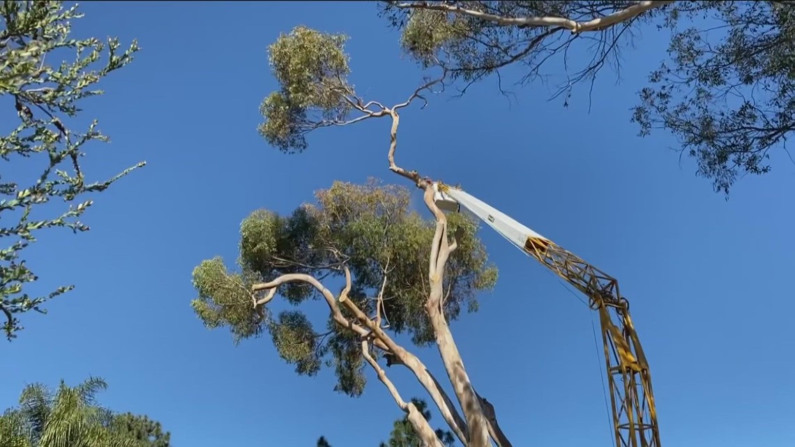 San Diego city crews remove massive eucalyptus tree in Balboa Park