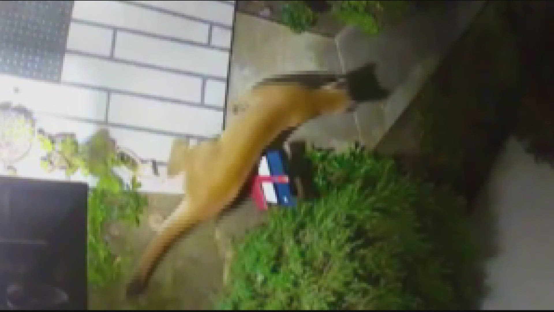 The mountain lion was caught on camera overnight, roaming around the front porch of a woman's home near Westonhill Drive and Mira Mesa Boulevard.