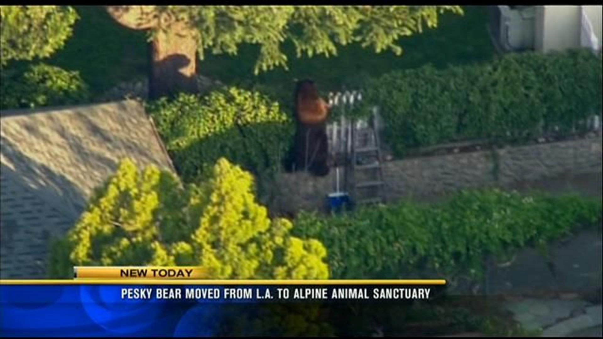 Pesky bear moved from Los Angeles to Alpine animal sanctuary 