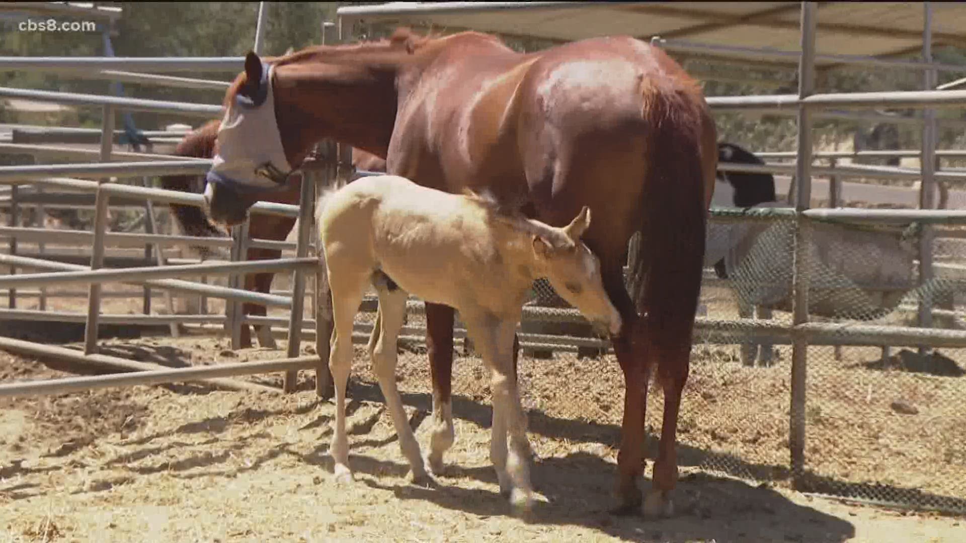 A 4-year-old mare gave birth to a foal. No one knew she was pregnant!