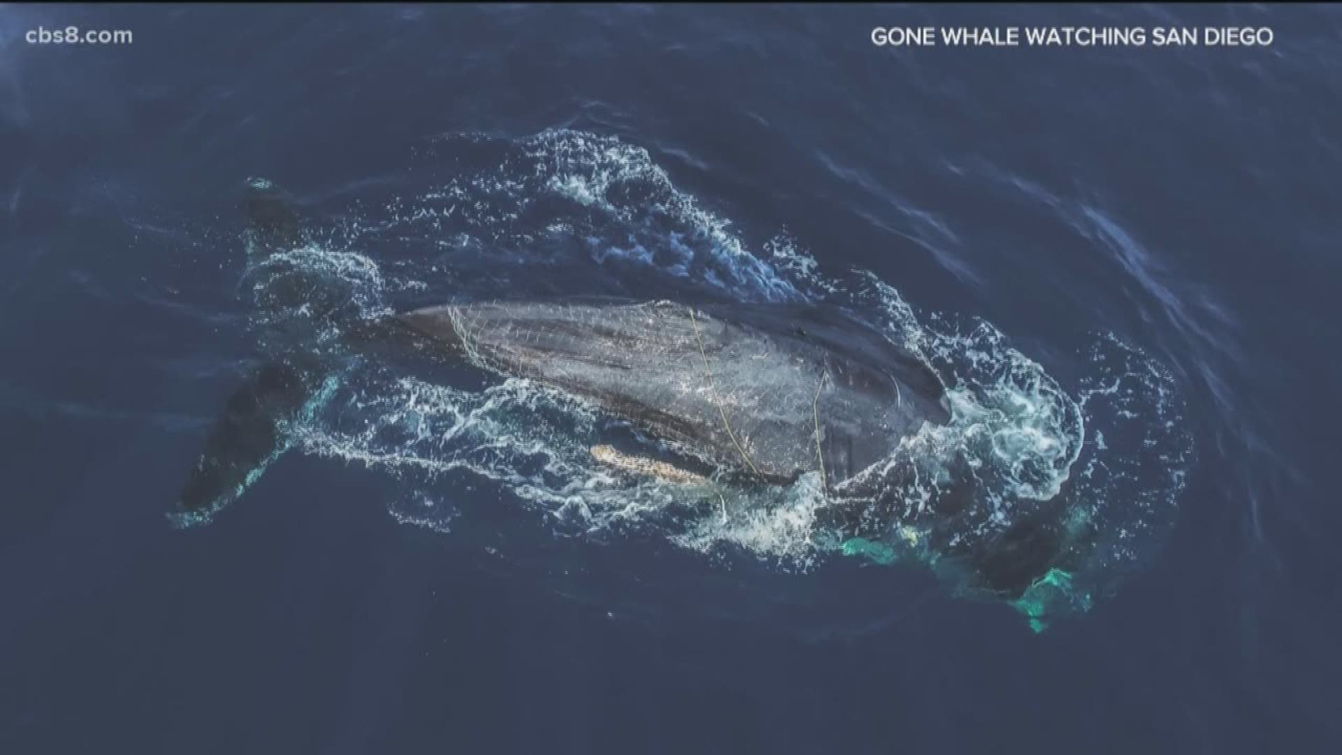 Pictures from the incident show a disturbing scene as a humpback whale is seen entangled in a net off the San Diego coast.