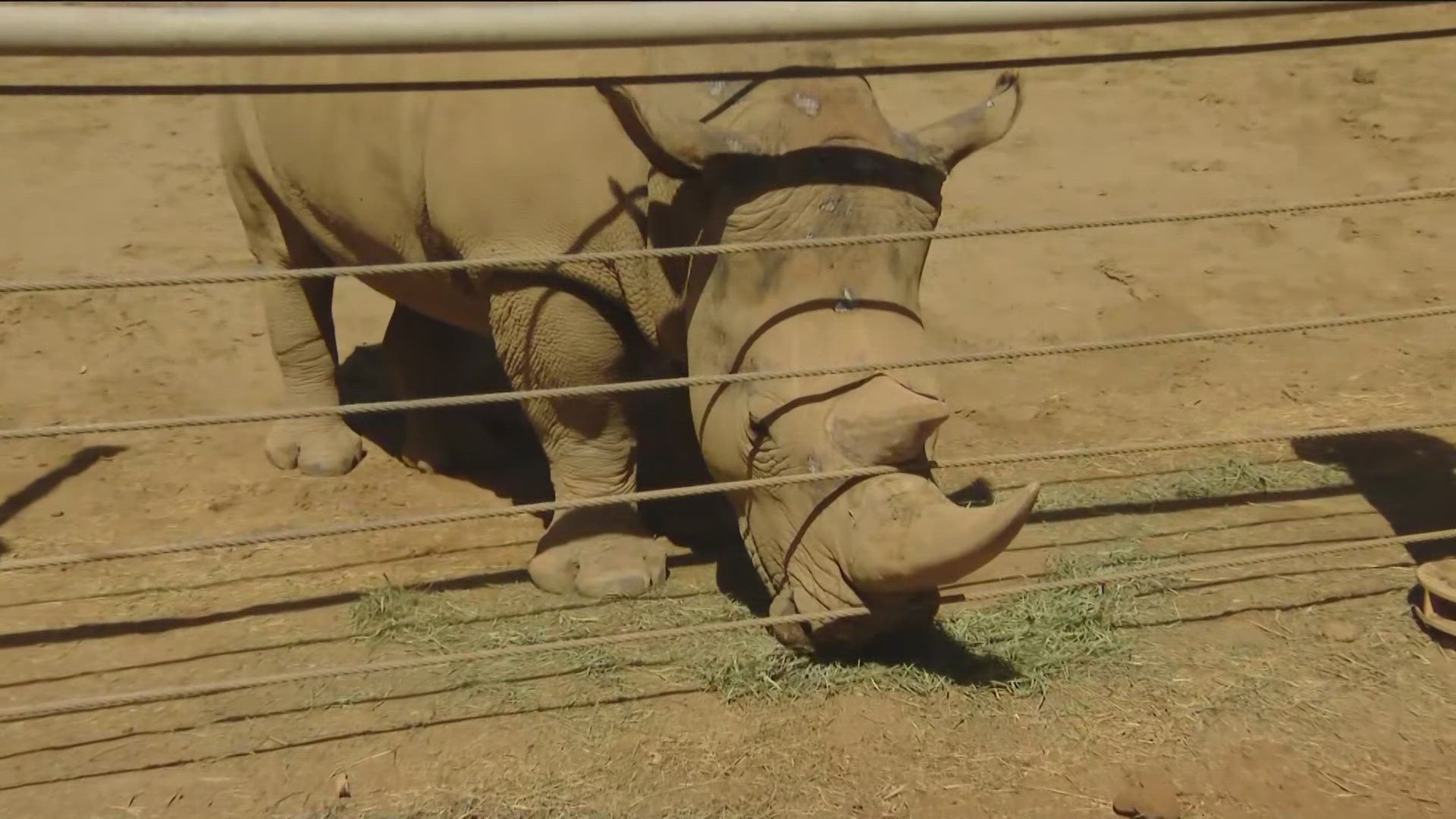 This white rhino is native to the savannahs in Africa and enjoys its eating greens. You can see the white rhino at the San Diego Zoo Safari Park.