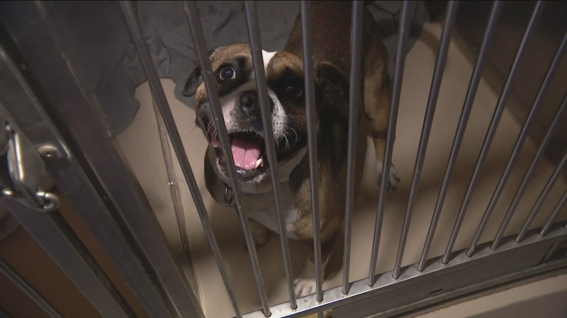 Dogs becoming ill with mysterious respiratory illness | cbs8.com