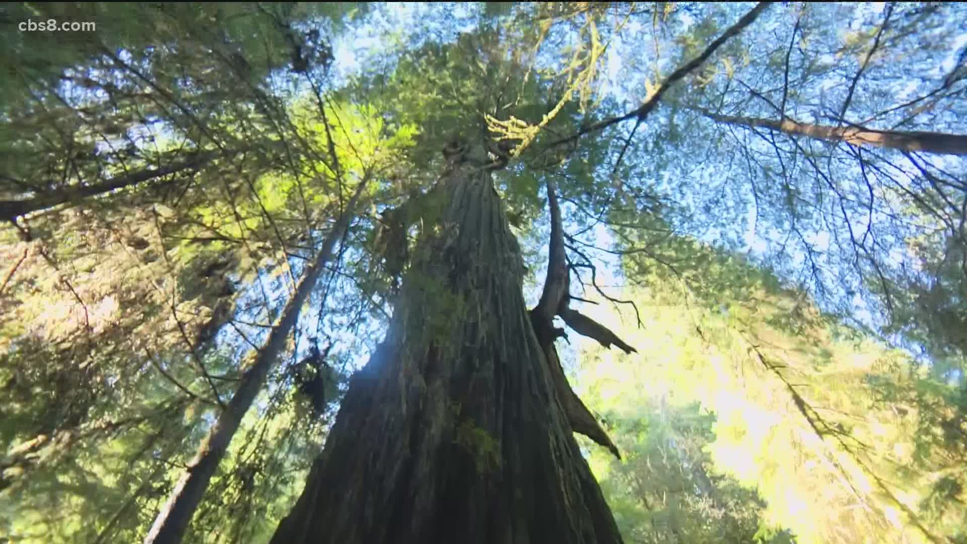 Fewer than 120,000 acres of the original redwood forest still stands after the effects of commercial logging have wiped out this California staple.