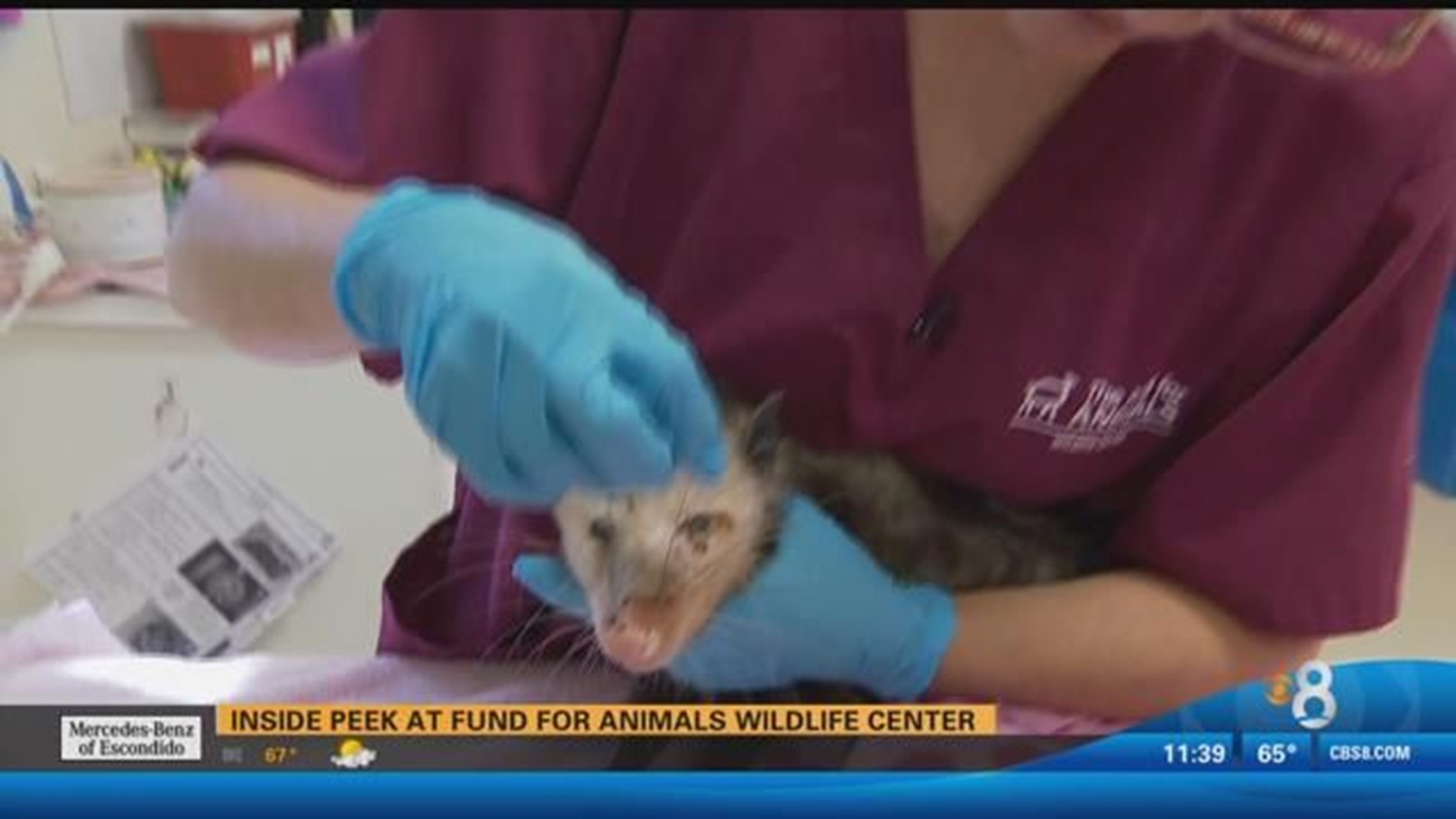 Inside peek at fund for animals wildlife center 