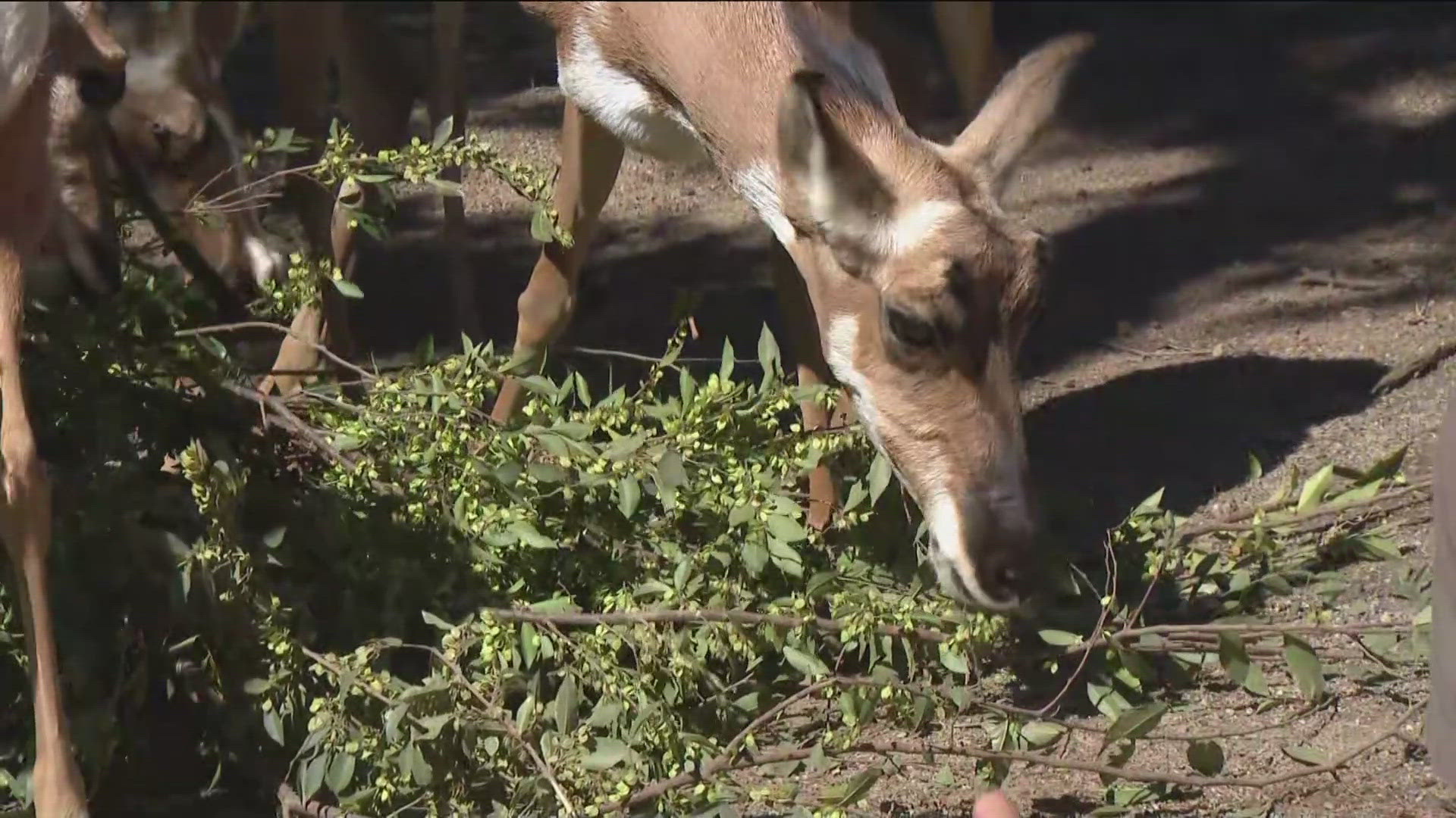 Meet the peninsula pronghorn that you can see at the San Diego Zoo Safari Park.