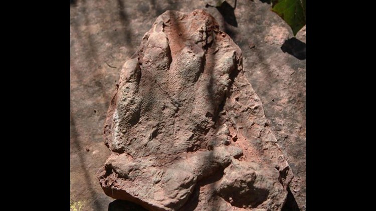 dinosaur foot preserved