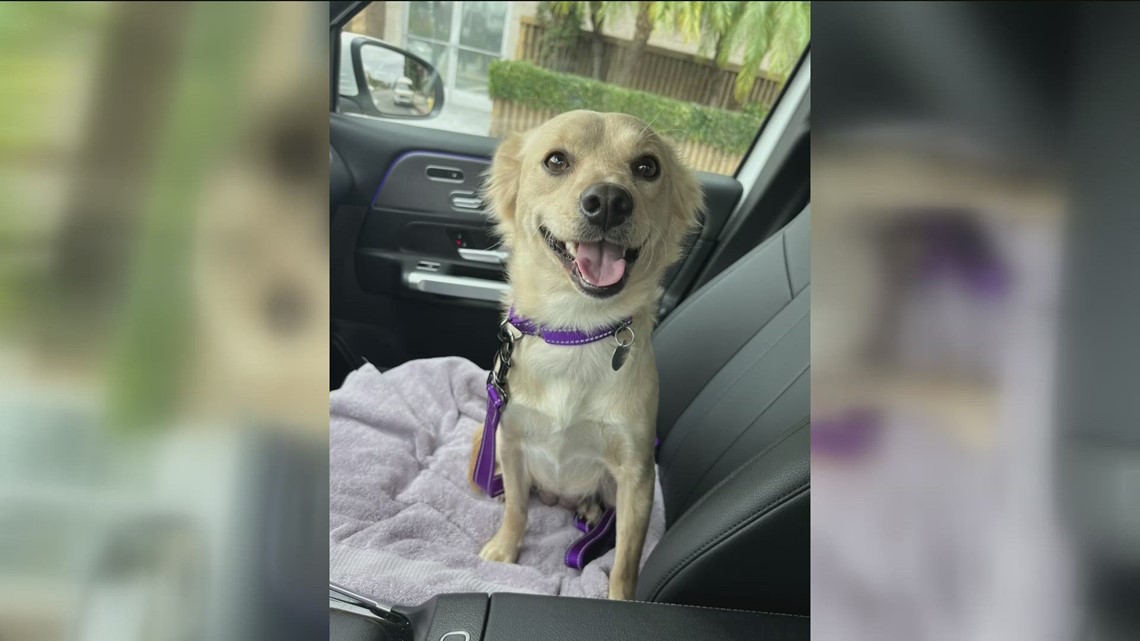 Champagne from Rovers Retreat needs a home! | cbs8.com