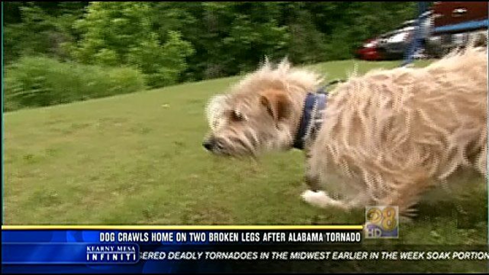 Mason the 'Tornado Dog' Finds His Way Home on Two Legs