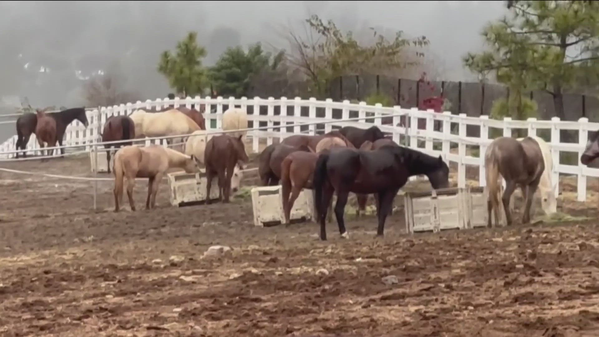 This is the second horse to die at this property in less than a year. Neighbors say San Diego County's Department of Animal Services is not doing enough.