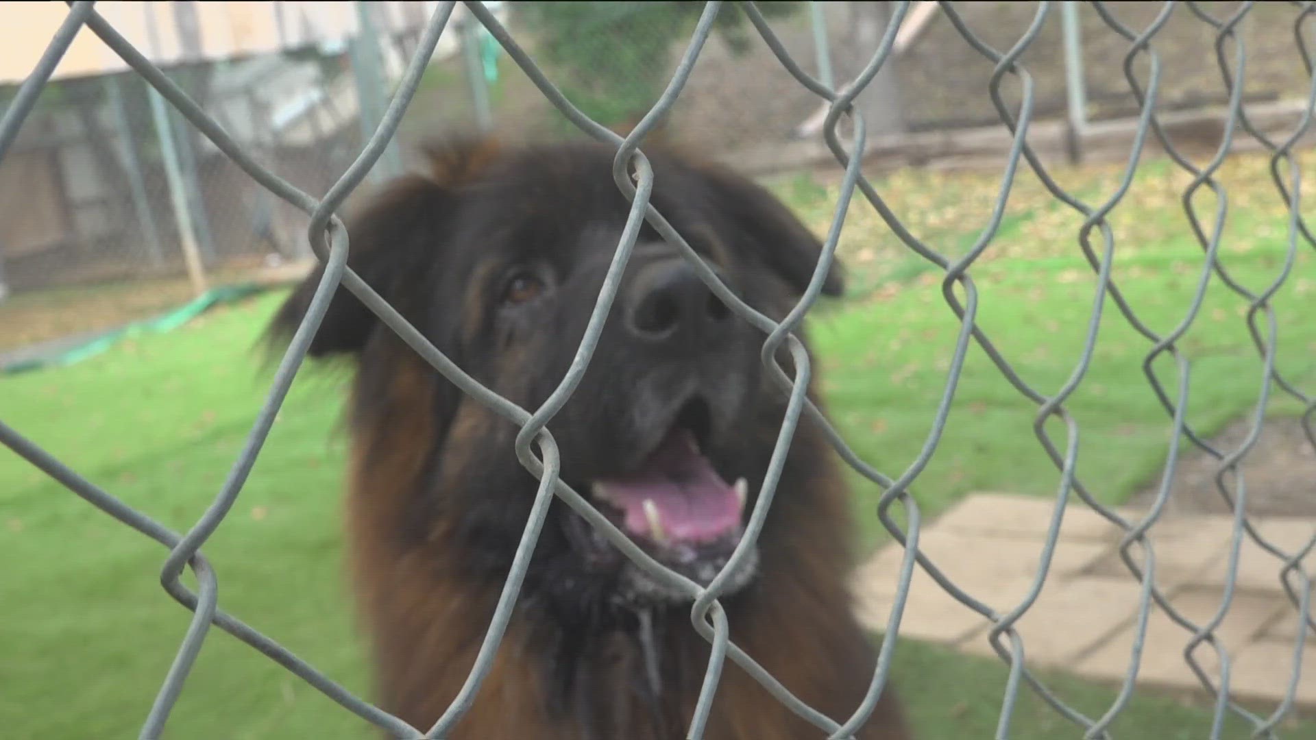 The Coastal K-9 German Shepherd Rescue of San Diego could close down in a couple months if they don't get the money needed to continue running the center.