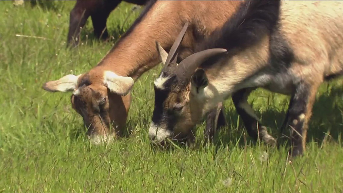 Hundreds of goats on Hilltop Drive in Chula Vista - Vimarsana News