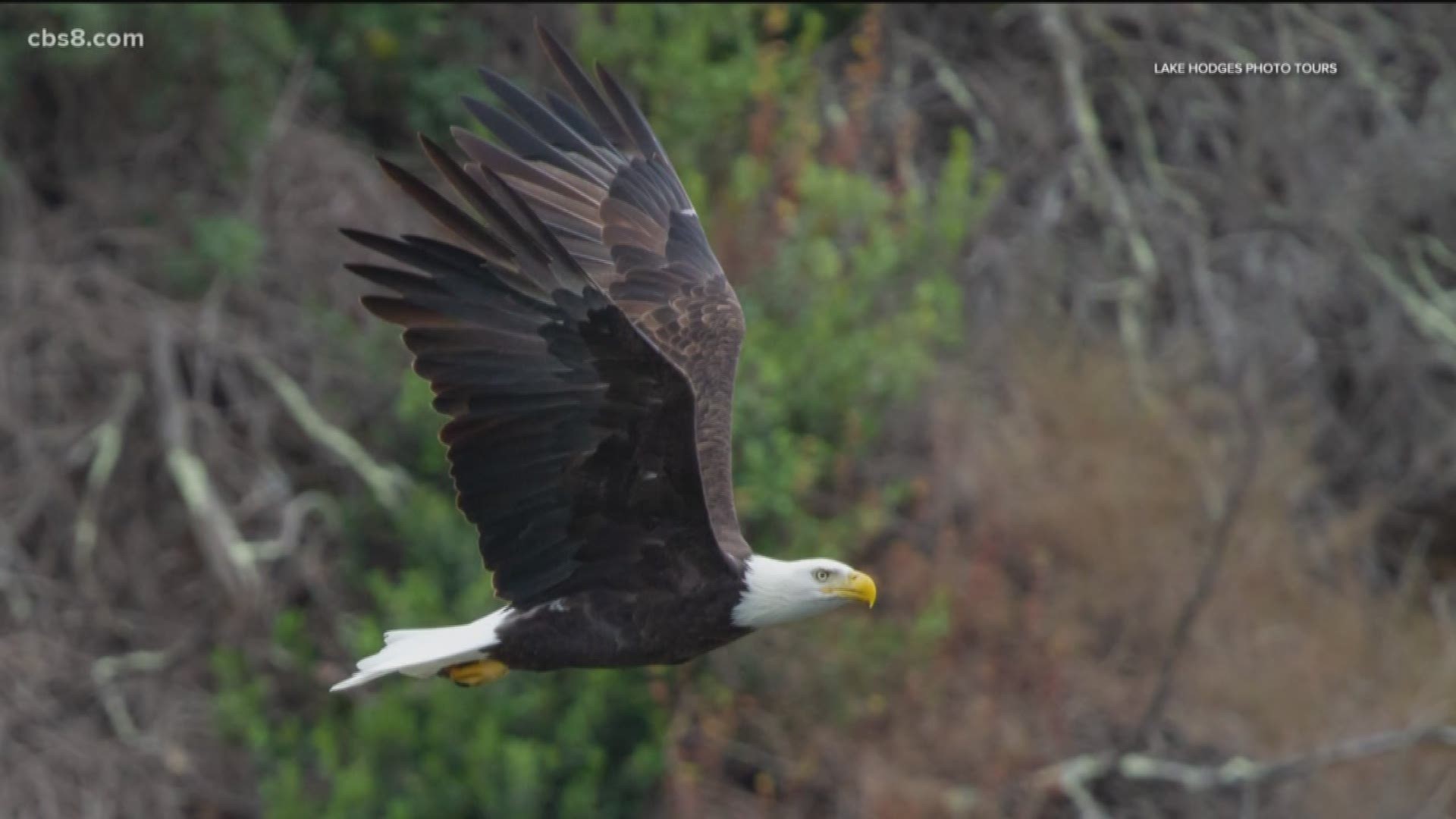 Bald eagle sightings are on the rise across San Diego, and one wildlife photographer said he has been seeing more and more of the majestic birds at Lake Hodges.