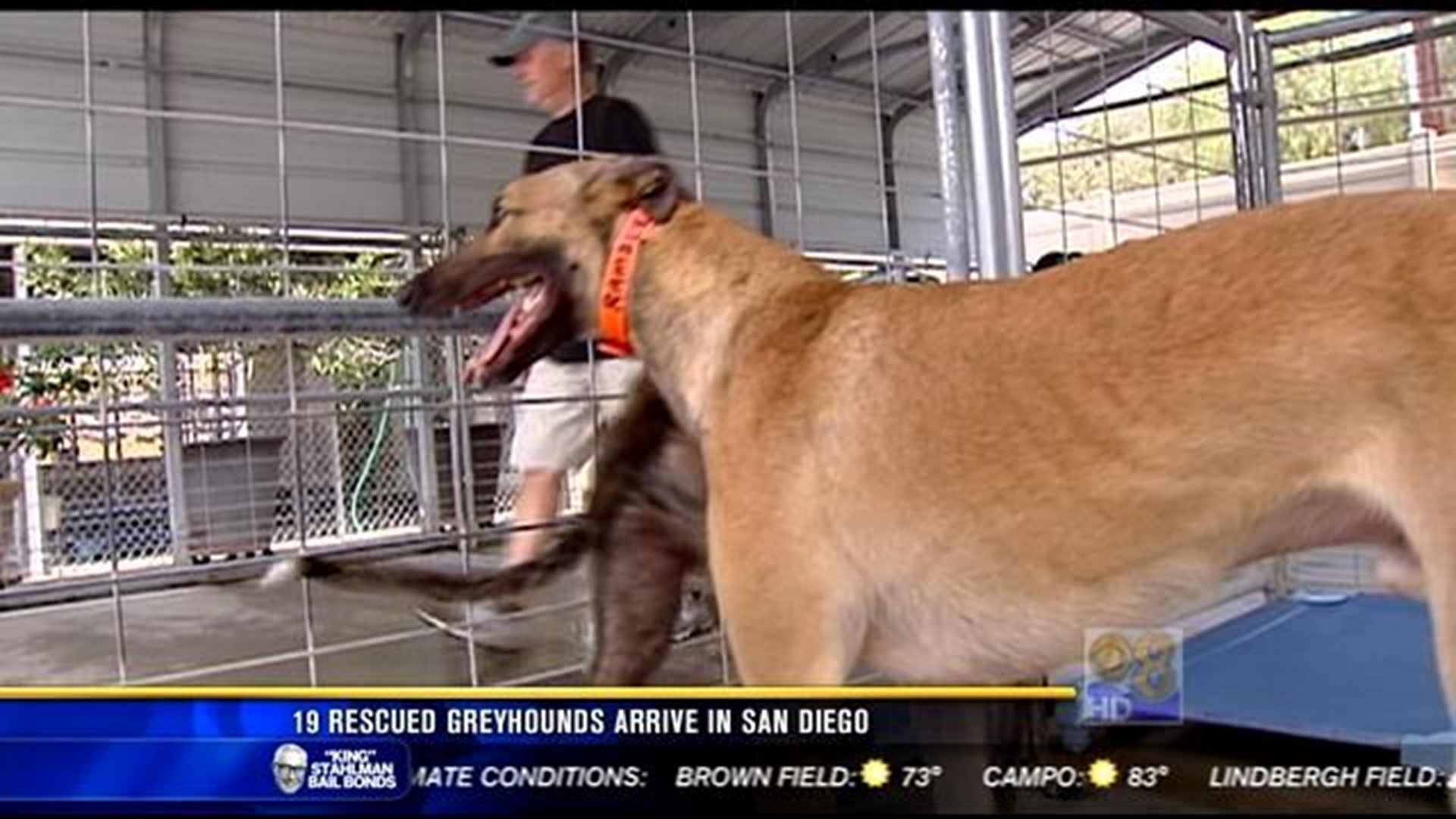 19 rescued greyhounds arrive in San Diego