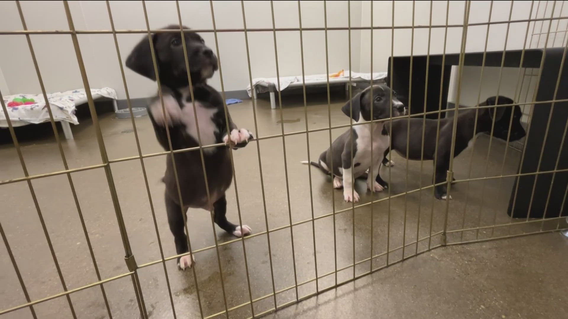 "We’ve never seen this many puppies in our care, and so we are calling it a puppy explosion," said Nina Thompson, Director of Public Relations at SD Humane Society.