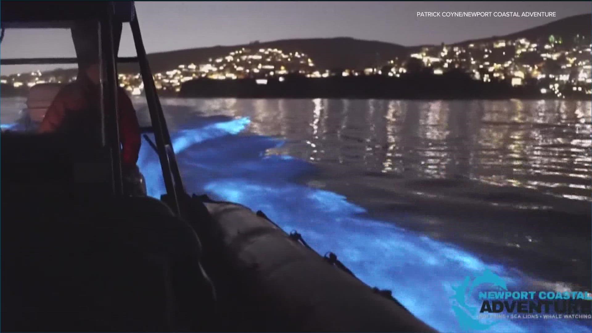 The bioluminescence waves are back in San Diego