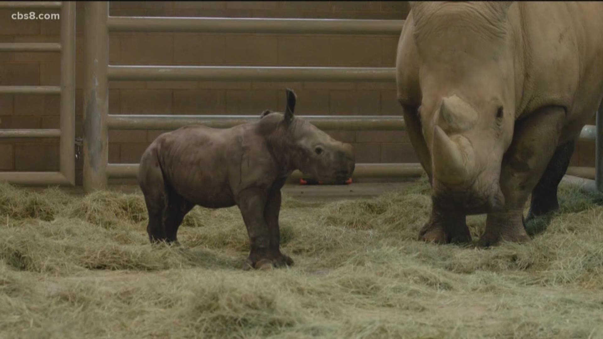 The first southern white rhino calf conceived through artificial insemination was born over the weekend at the San Diego Zoo Safari Park.