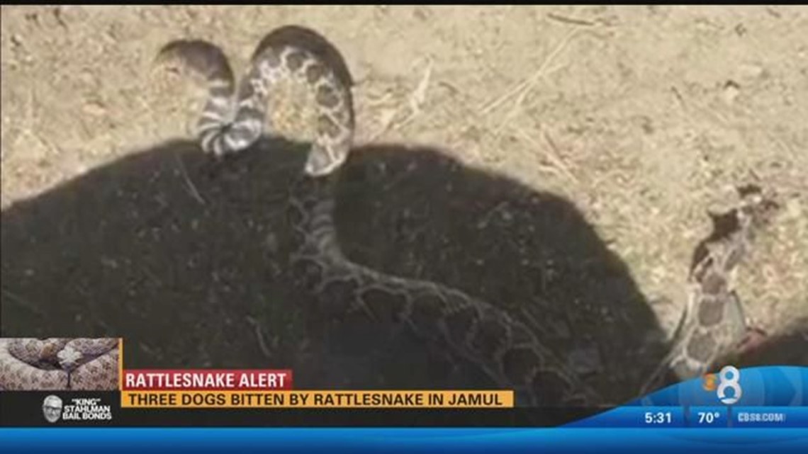 Rattlesnake Alert: Three dogs bitten by rattlesnake in Jamul | cbs8.com