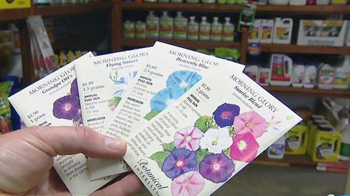 Growing Problem: Teens turn to flower seeds to score dangerous high |  cbs8.com
