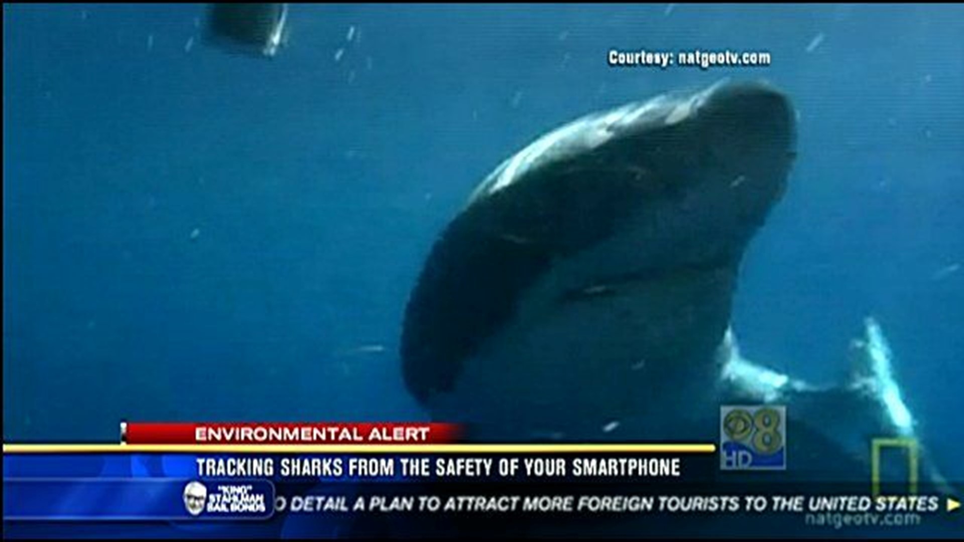 Tracking sharks from the safety of your smart phone | cbs8.com