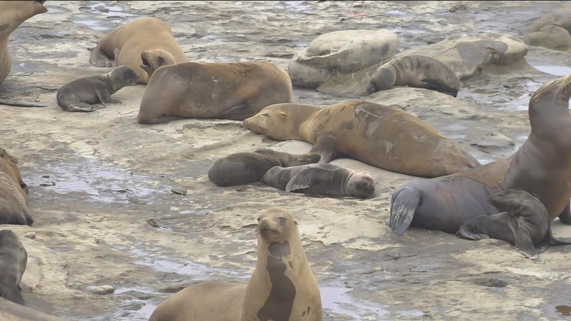 A La Jolla nonprofit is proposing protections for sea lions at the La Jolla Cove, while keeping it open to public access.