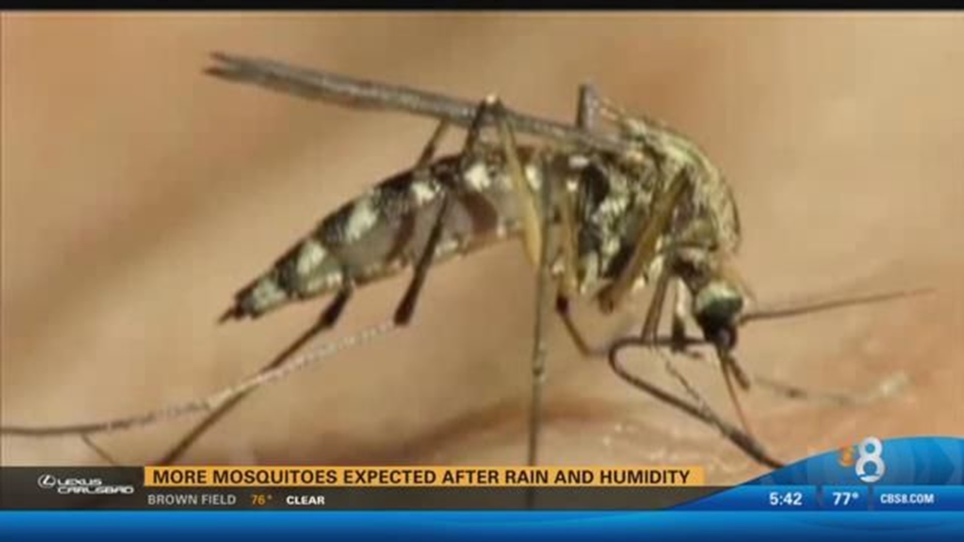 More mosquitoes expected after rain and humidity | cbs8.com