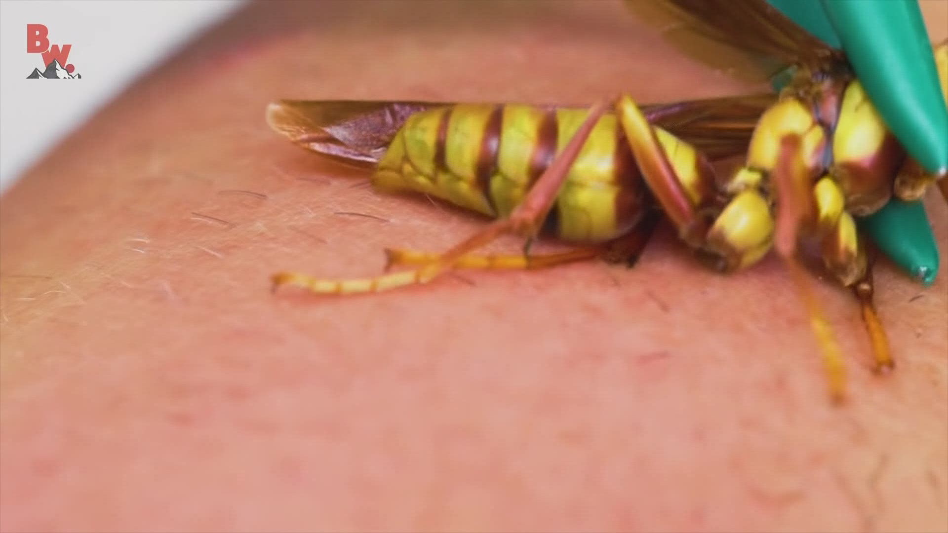 Coyote Peterson discusses being stung by a murder hornet 
