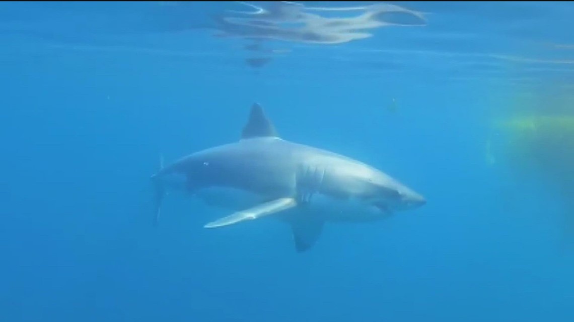 Juvenile white shark sightings increasing in San Diego County | cbs8.com