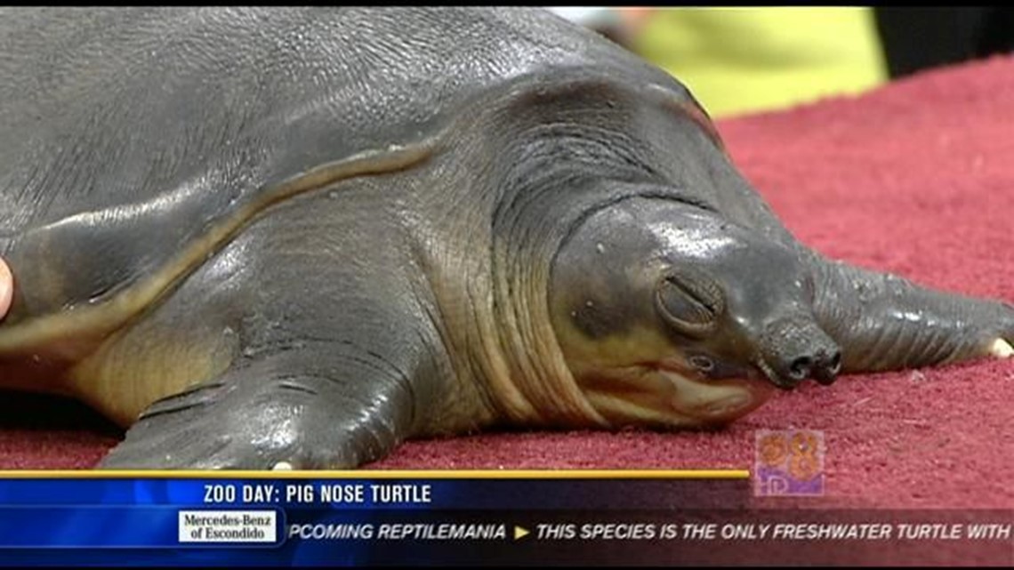 Zoo Day: Pig nose turtle | cbs8.com