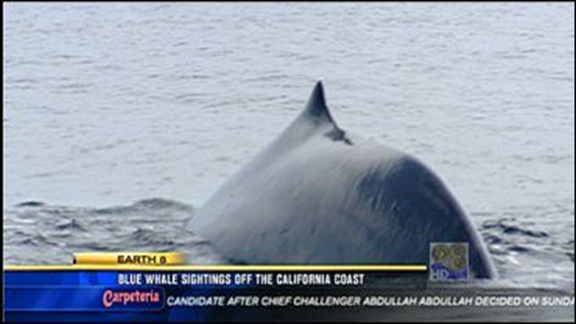 Blue whale sightings off the California coast | cbs8.com