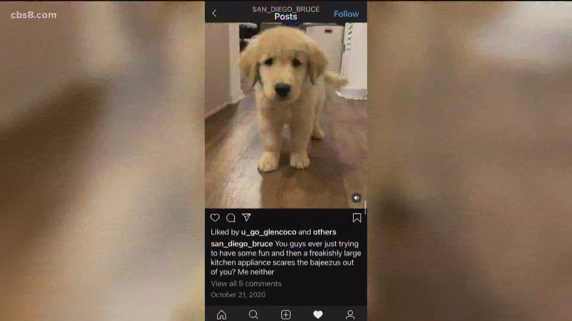 She created his Instagram page as a convenient way to store his puppy progress, but then random dog lovers started to take notice and suddenly Bruce was going viral.