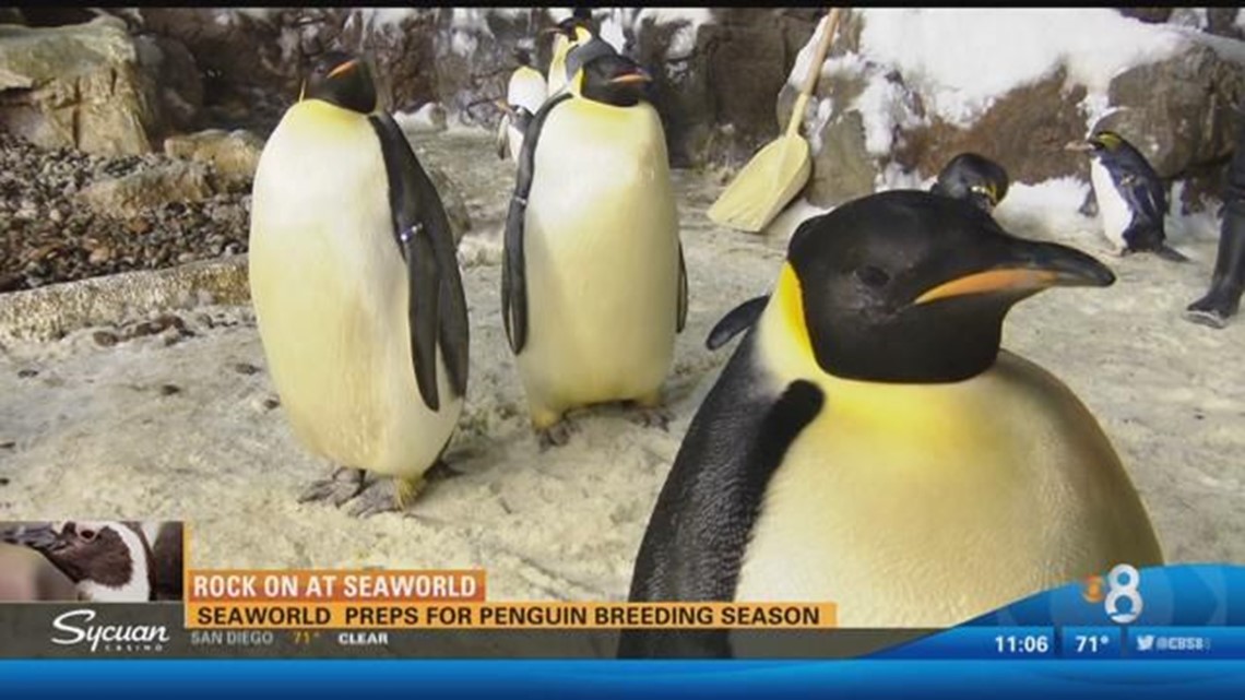 SeaWorld preps for penguin breeding season | cbs8.com