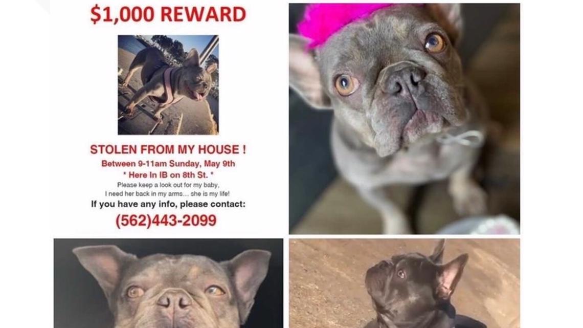 Amazing French Bulldog Stolen At Gunpoint of all time The ultimate guide 