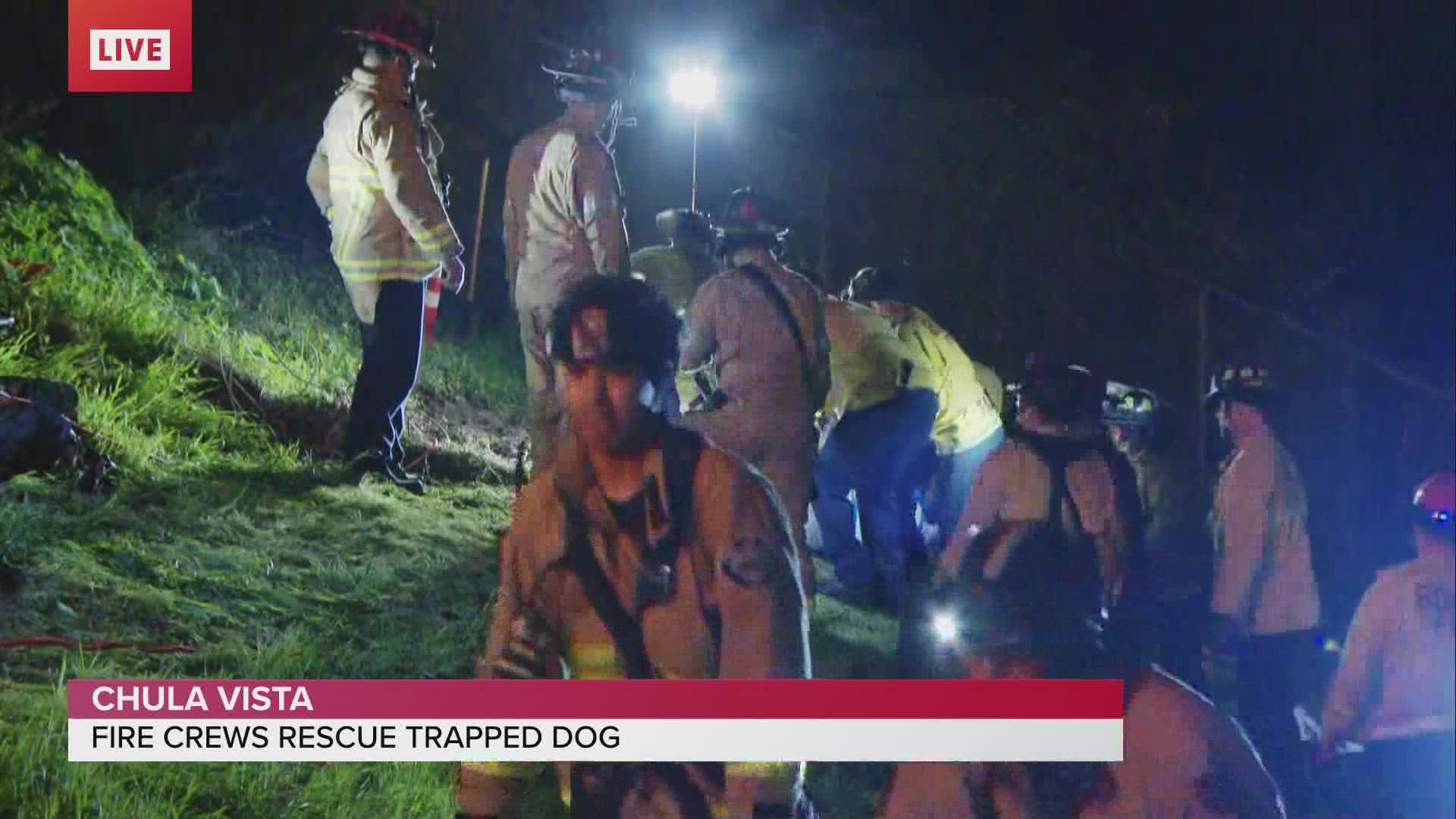 WATCH: The moment fire crews safely rescue dog trapped for hours in 60 ...