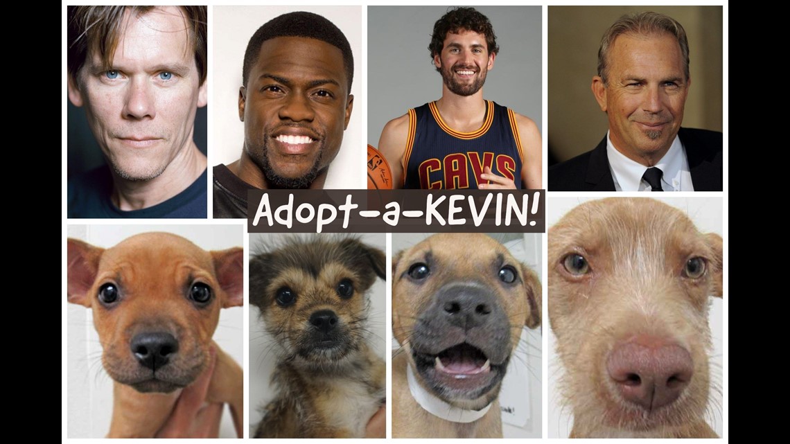 Adoptable puppies renamed after famous ‘Kevins’ for National Kevin Day