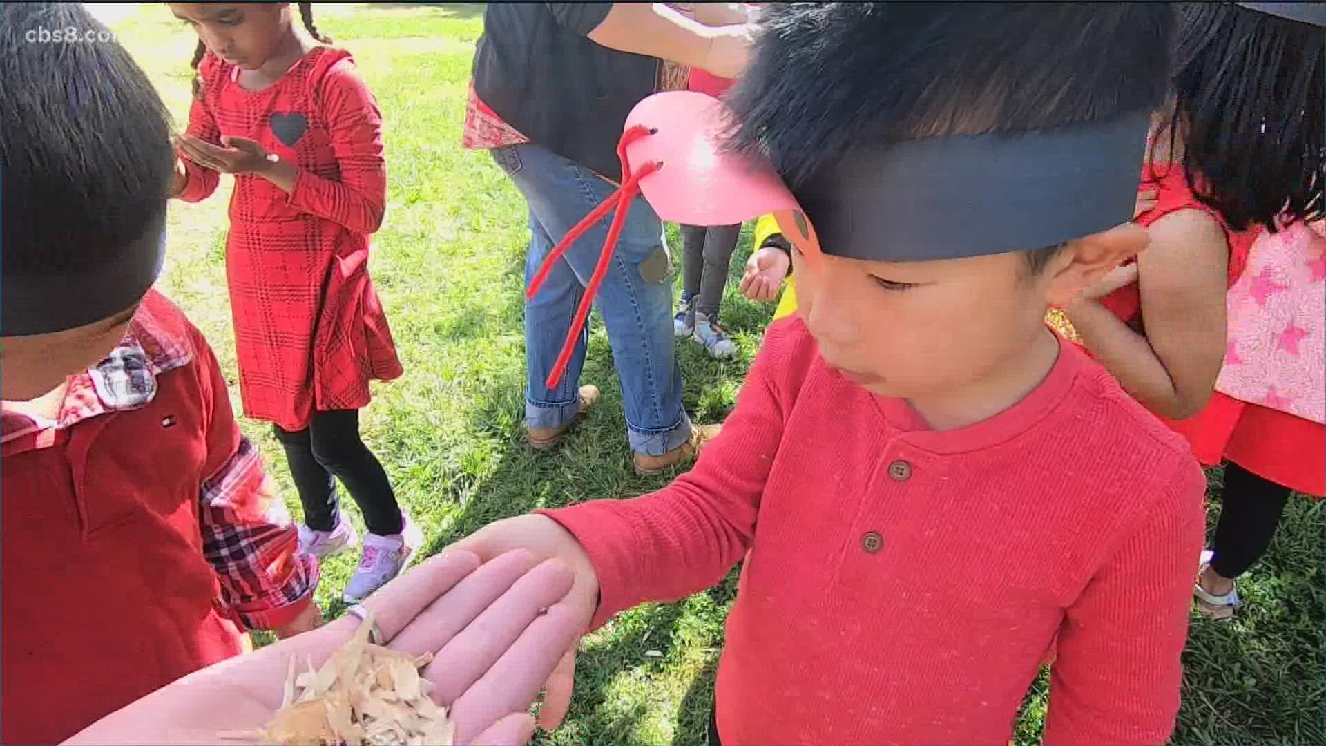For preschoolers at Discovery Isle in the Scripps-Poway area, they released 12,000 ladybugs into their yard to celebrate 'Earth Day'.