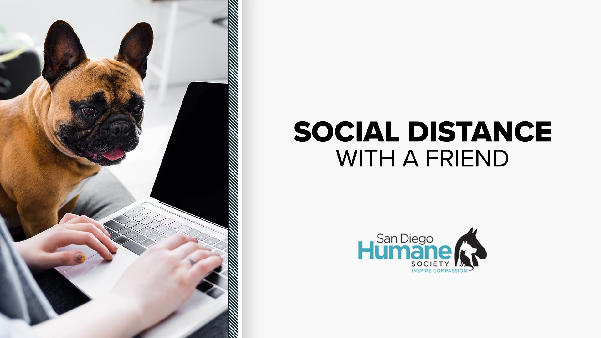 Fostering an animal amid the coronavirus pandemic