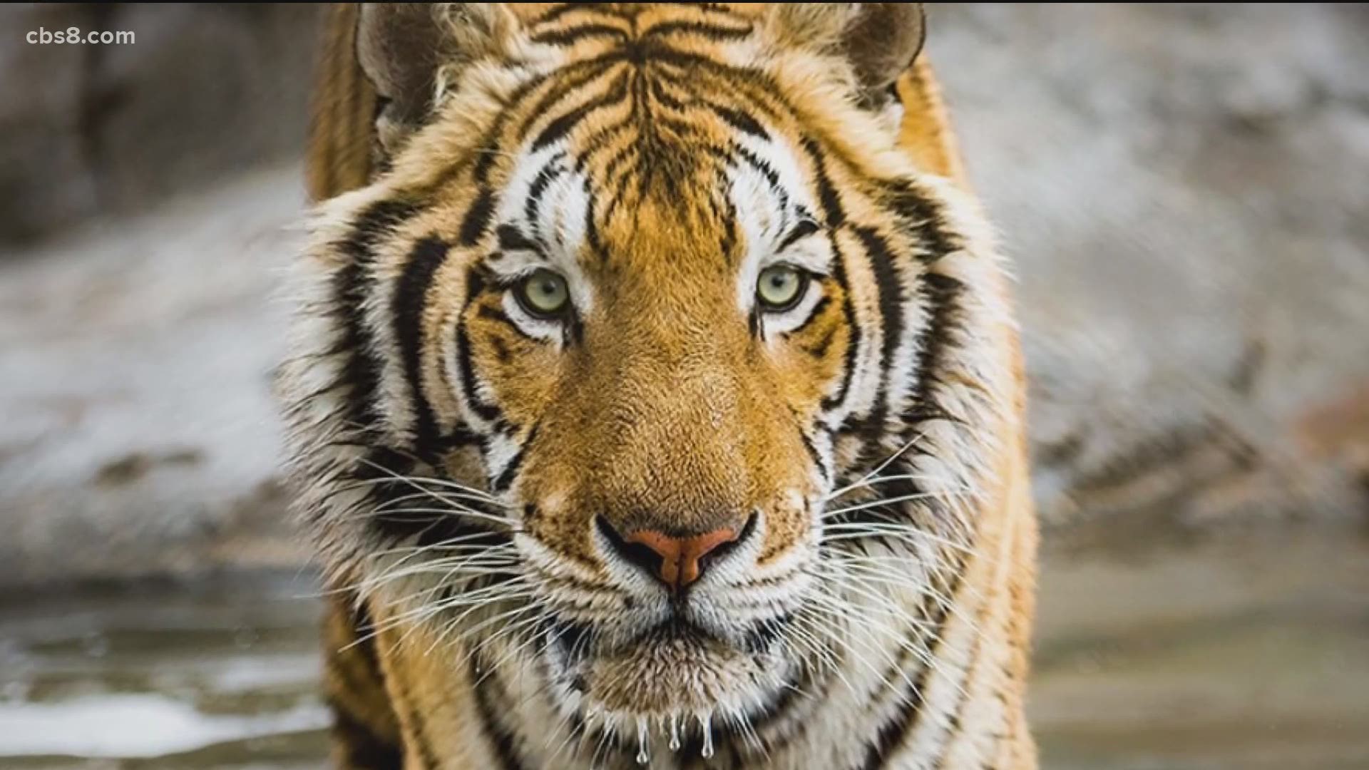 The 7-year-old tiger, Maverick, suffered fatal injuries inflicted by another tiger according to founder Bobbi Brink.