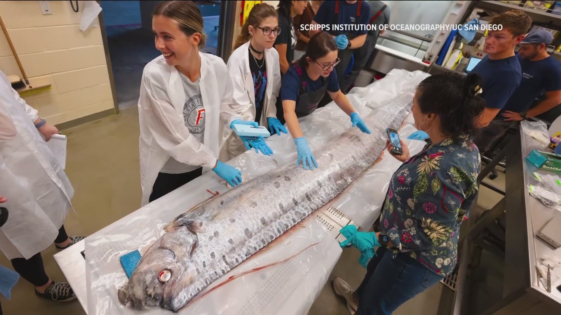 Kayakers and snorkelers in La Jolla Cove ran into the already dead fish on Aug. 10.