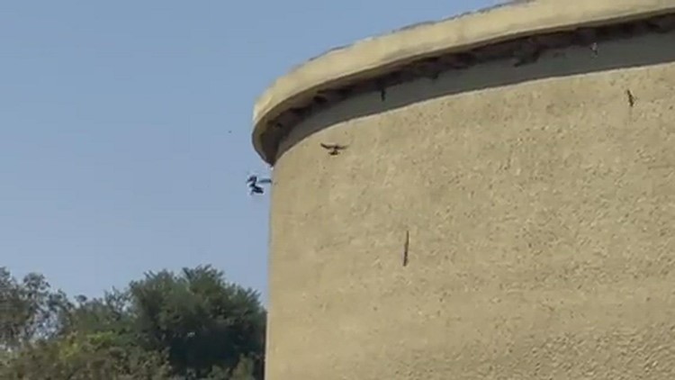 Some Very Active Swallows