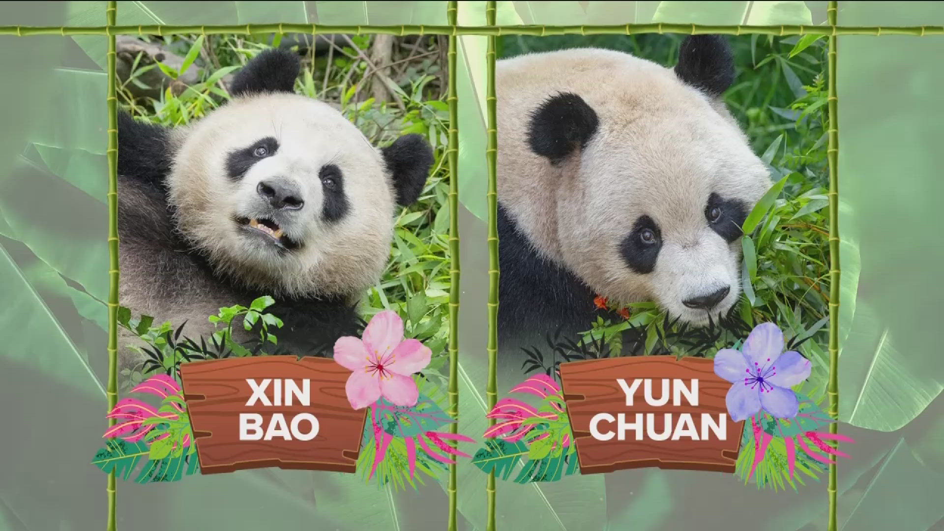 Officials at the San Diego Zoo say Yun Chuan and Xin Bao are adjusting well to their new habitat.