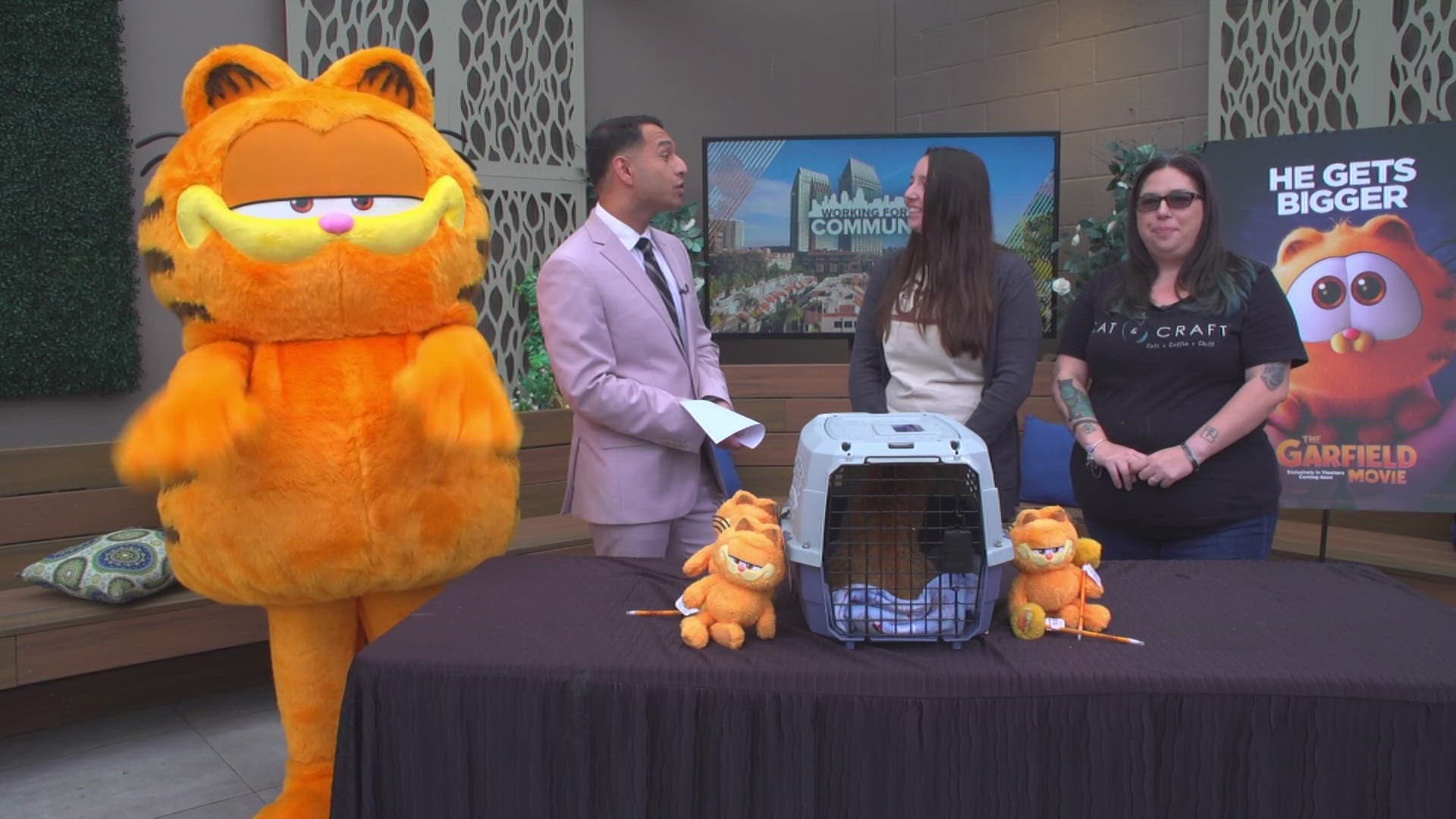 Cat cafes in San Diego and Vista are having special giveaways to celebrate the upcoming Garfield movie.