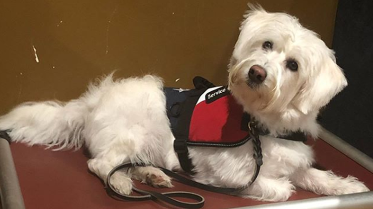 Dog Tags: Buddy takes step forward in service dog training